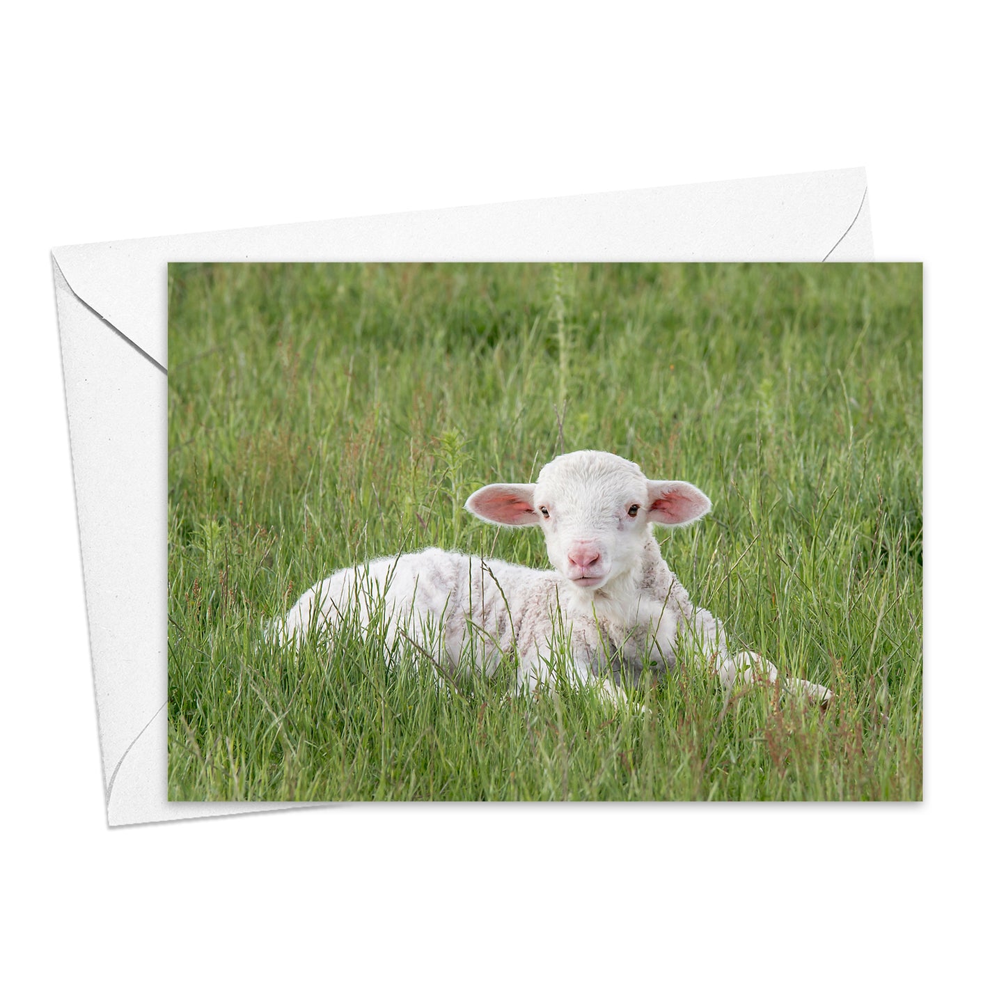 Merino Lamb greeting card