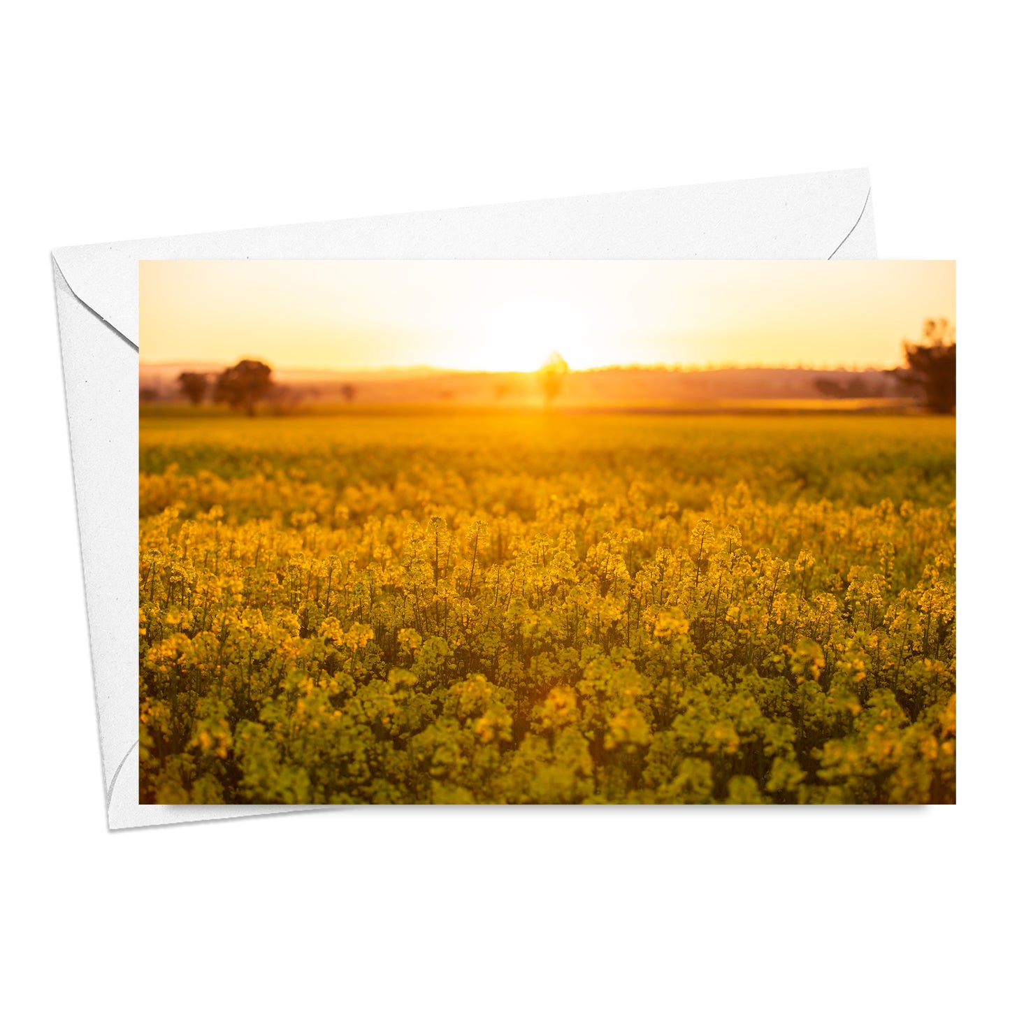Canola in Flower Card