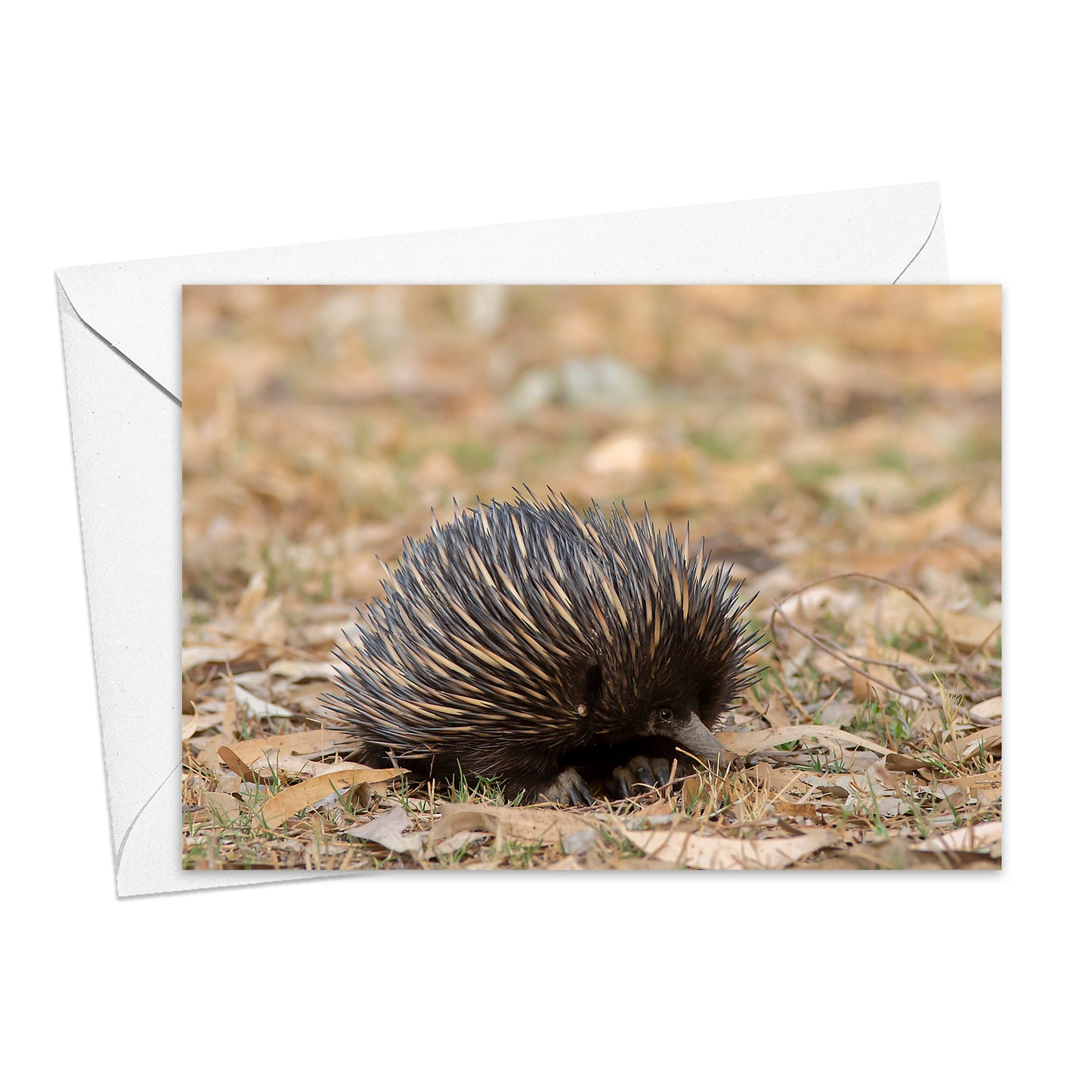 Echidna greeting card