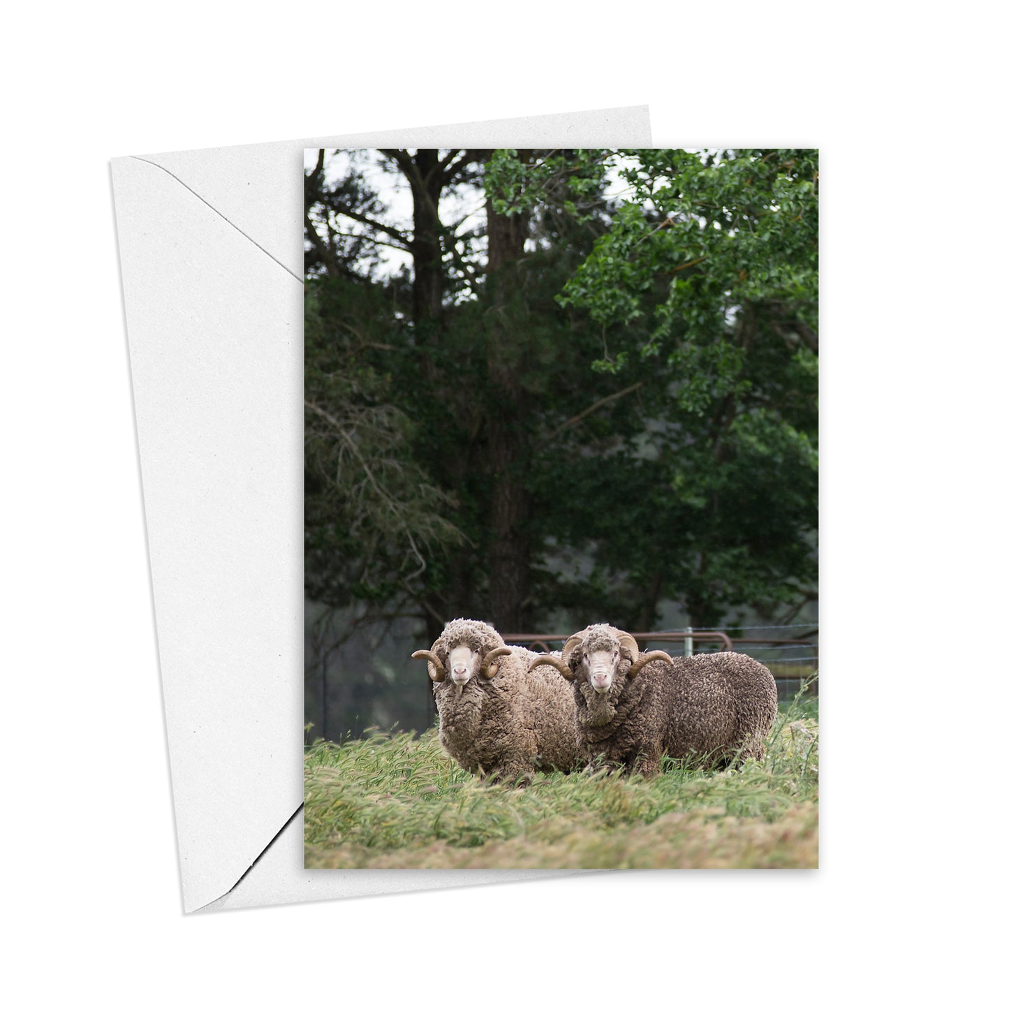 Merino Rams Greeting Card