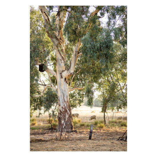 River Gums & Sheep unframed print
