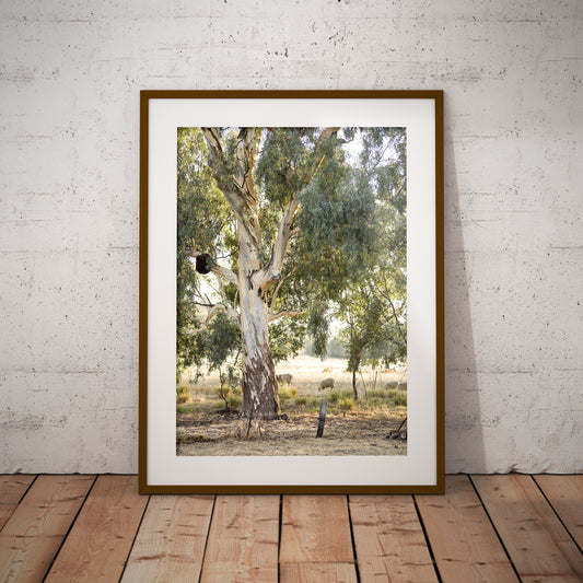 River Gums & Sheep unframed print