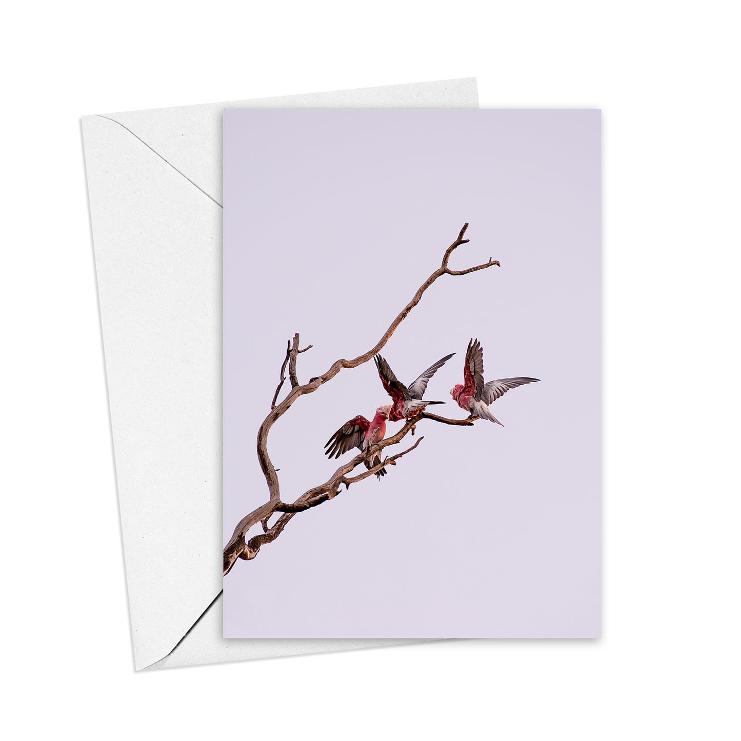 Trio of Galahs greeting card
