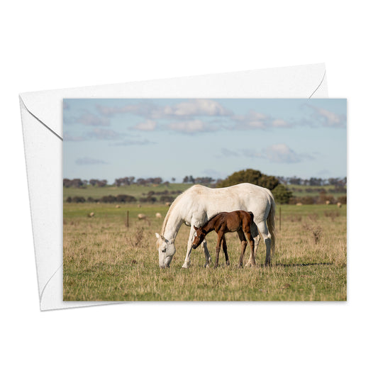 A Mare and Foal greeting card