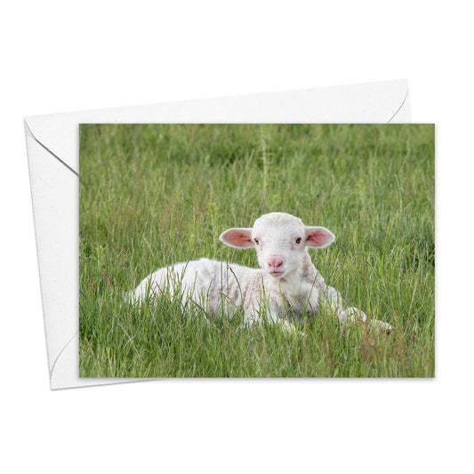 Merino Lamb greeting card