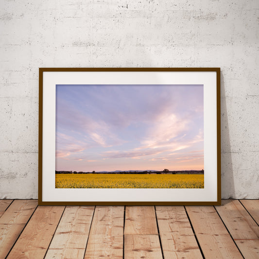 Canola Under a Big Sky unframed print