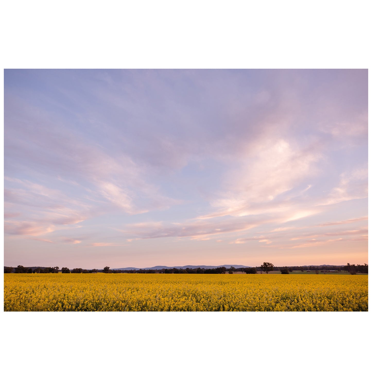 Canola Under a Big Sky unframed print