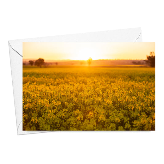 Canola in Flower Card
