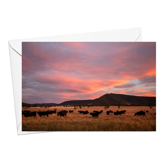 Cattle Grazing at Sunset Card