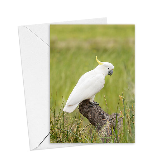 Cockatoo greeting card