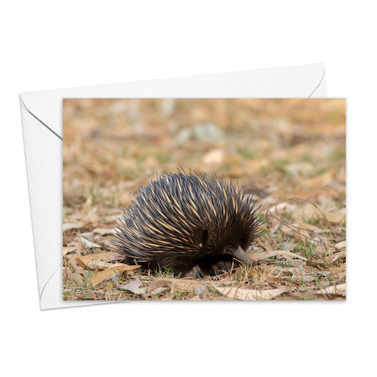 Echidna greeting card