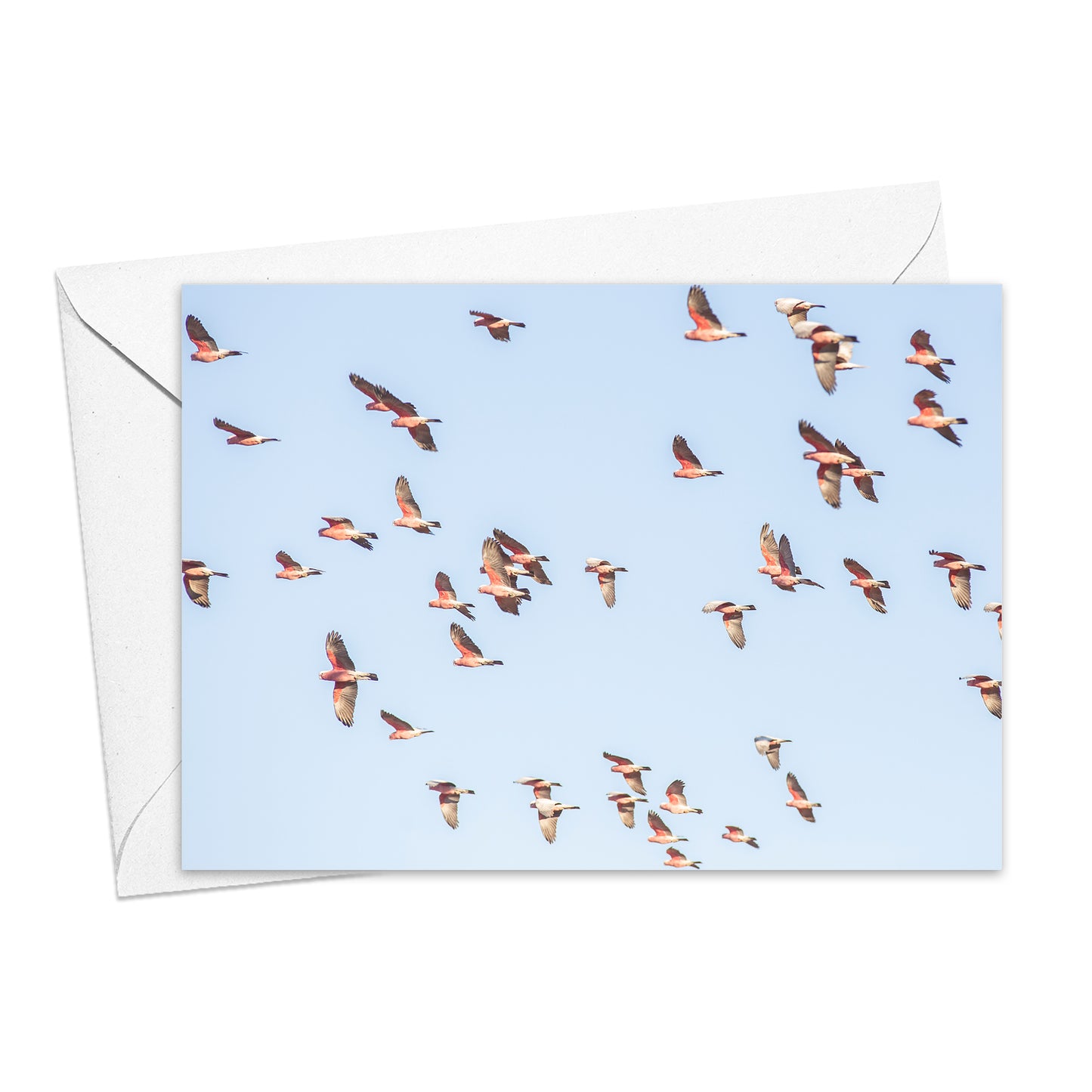 Galahs at Lambina Station greeting card
