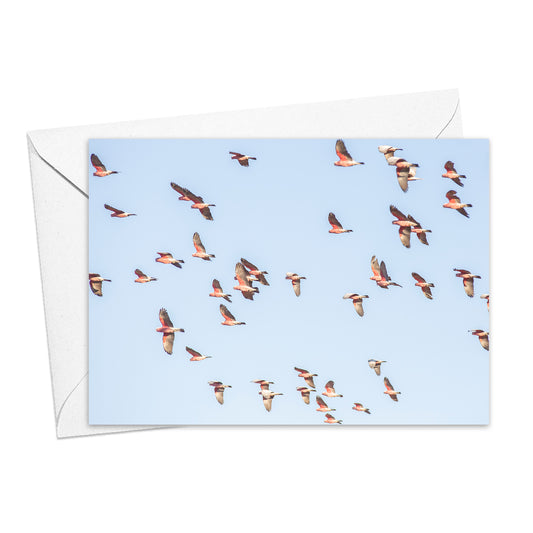 Galahs at Lambina Station greeting card