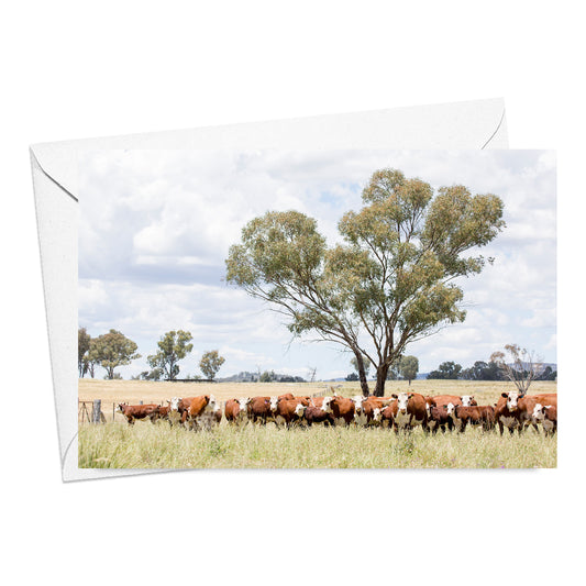 Hereford Cows and Calves Card