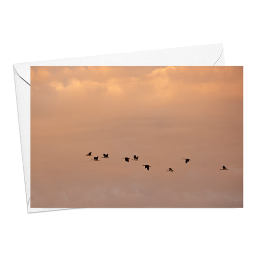 Ibis Flying Card