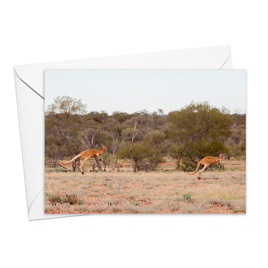 Red Kangaroos at Lambina Station greeting card