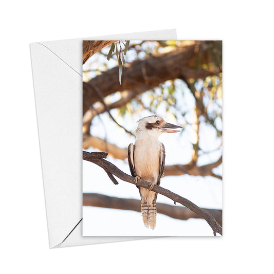 Kookaburra greeting card