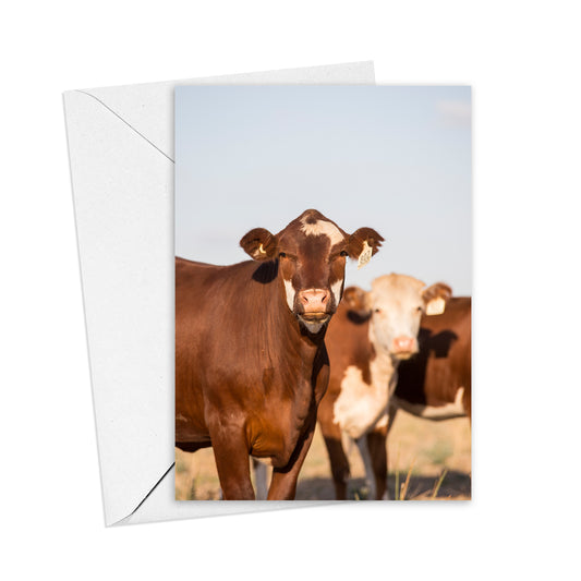 Red Heifers Greeting Card