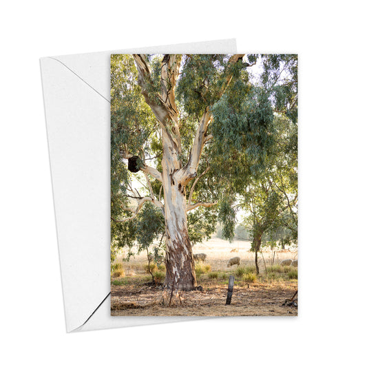 River Red Gums and Sheep card