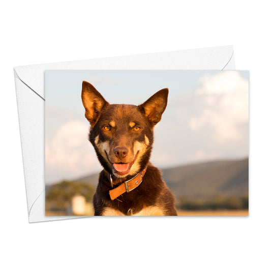 Ruby the Kelpie greeting card