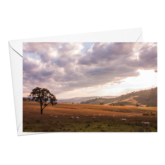 Sheep Grazing Card