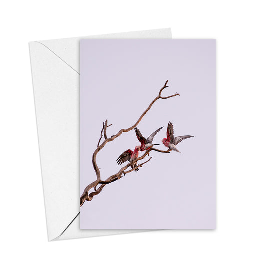Trio of Galahs greeting card