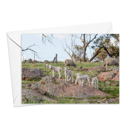 Lambs Play on the Rocks greeting card